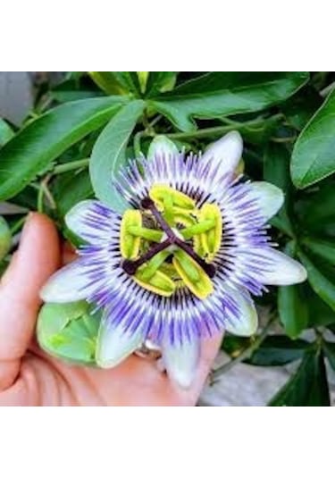 10 Adet Çarkıfelek Çiçeği Tohumu Passiflora Çiçeği Saksı Topraklı