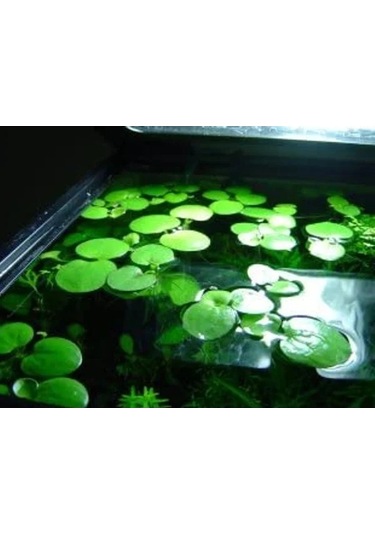 1 Adet Havuz Bitkisi - Frogbit Su Üstü Bitkisi -