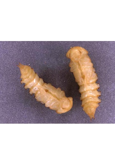 Un Kurdu Pupa Evresı 50 Adet