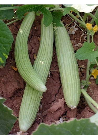 +50 Adet Acur Tohumu