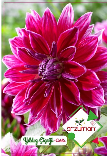 Yıldız Çiçeği Çiçek Tohum 30 Adet