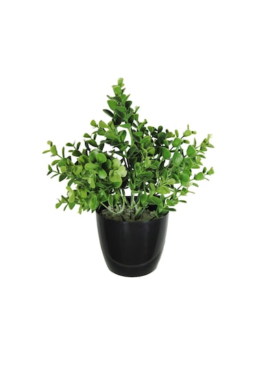 Yapay Çiçek Şimşir Okaliptus Yapay Bitki Siyah Plastik Saksılı Dekoratif Süs Çiçeği Yeşil