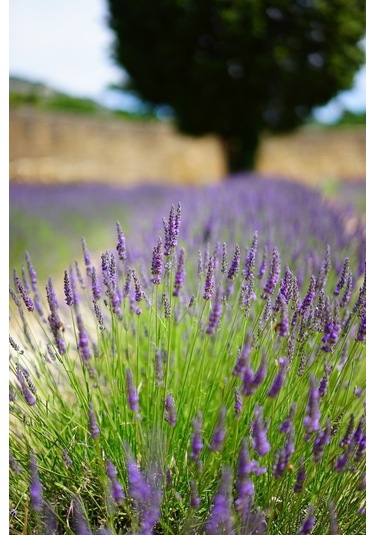 Ingiliz Lavanta Tohumu Lavandula Angustifolia