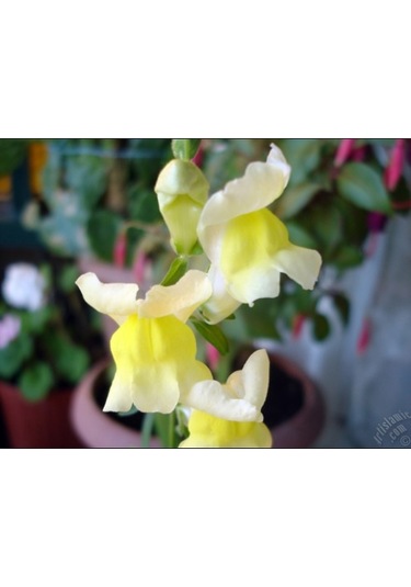 Sarı Aslanağzı Tohumu 100+ Tohum N112043