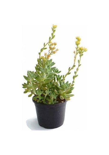 Sedum Rubrotınctum 180 Adet - Teraryum İçin Sukulent Yer Örtücü B