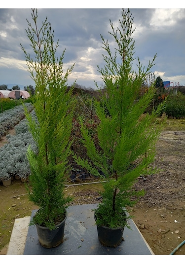 8 Adet Limon Çamı, Limon Servi 80-100 Cm. Siyah Saksıda