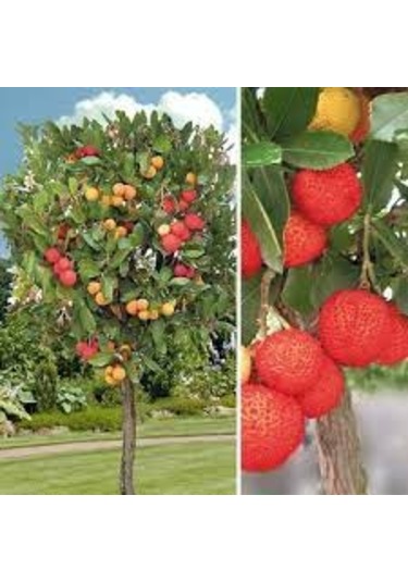 Kocayemiş Dağ Çileği 2 Adet