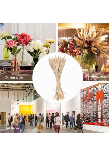 Novahub 100 Adet Doğal Kurutulmuş Çiçekler, Buğday Kulakları & Sapları, Ev Ve Düğün Dekoru Seti