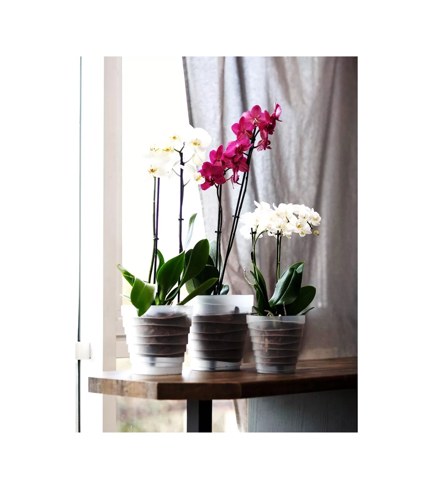 La Decoro Orkide Saksısı, Orkideler İçin Saksı, Orkide Saksıları 225950724