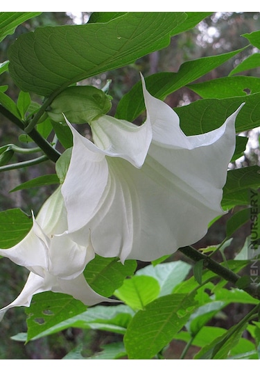 Beyaz Angel Trumpet Tohumu 3 Tohum Meleklerin Borozanı +