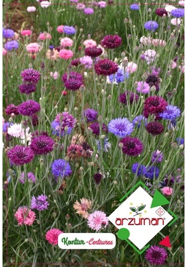 Arzuman Süs Bitki Kontur Çiçek Tohumu