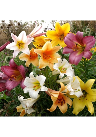 25 Adet 10 Farklı Renk Zambak Tohumu + 10 Adet Süs Yoncası N113092