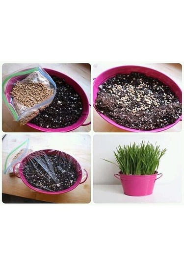 Kedi Çimi Tohumu - 250 Gram Kedi Çimi Tohumu