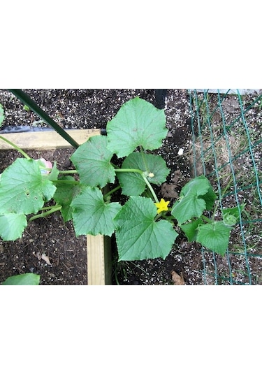 Çok Erkenci 60 Günlük Nadir Salatalık Tohumu N116248