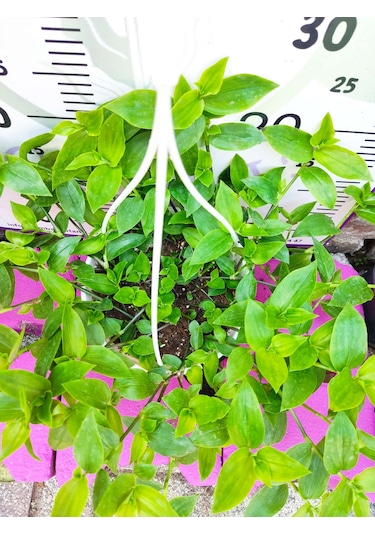 Askılı Saksıda Telgraf Çiçeği Hibiscus Trionum - Yeşil Ve Göze Çarpan Süs Bitkisi