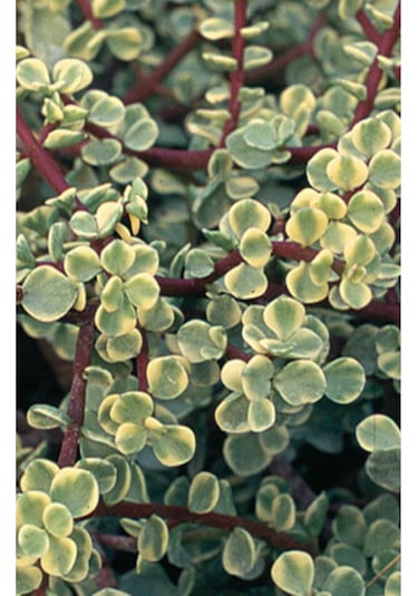 Portulaca Afra Variegata Alacalı Fil Azığı Sukulent Bitki