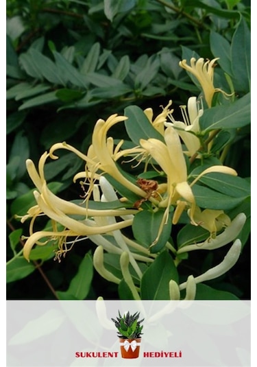 Sarmaşık Çiçekli Hanımeli Fidanı 1 Adet