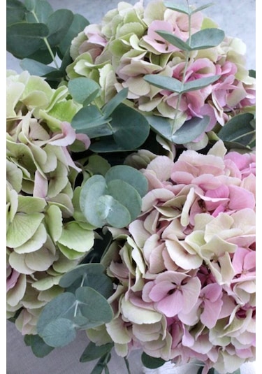 Haki Pembe Geçişli Ortanca Çiçeği Tohumu 10 15 Adet