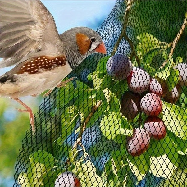 Trendooze Sunshine022 Siyah Bahçe Ağı 200x78 Inç Bitki Koruma, Nefes Alabilir Hasat Ağı