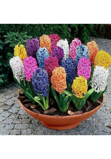 Özel Renkli Karışık Sümbül Soğanı 5 Adet