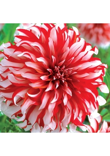 Hollanda'Dan İthal Yıldız Çiçeği Dehlia Çiçeği Tohumu 25 To