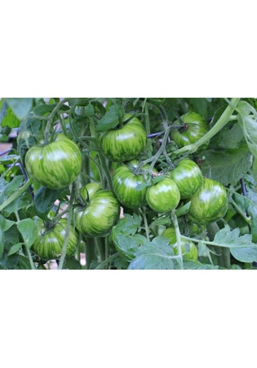 10+ Adet Domates Tohumu Yeşil Zebra