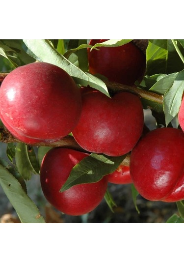 Tüplü Aşılı İri Meyveli Bol Verimli Orta Geçci Amiga Nektarin Fid