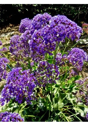 Deniz Lavantası Çiçeği Tohumu[10 Adet Tohum]