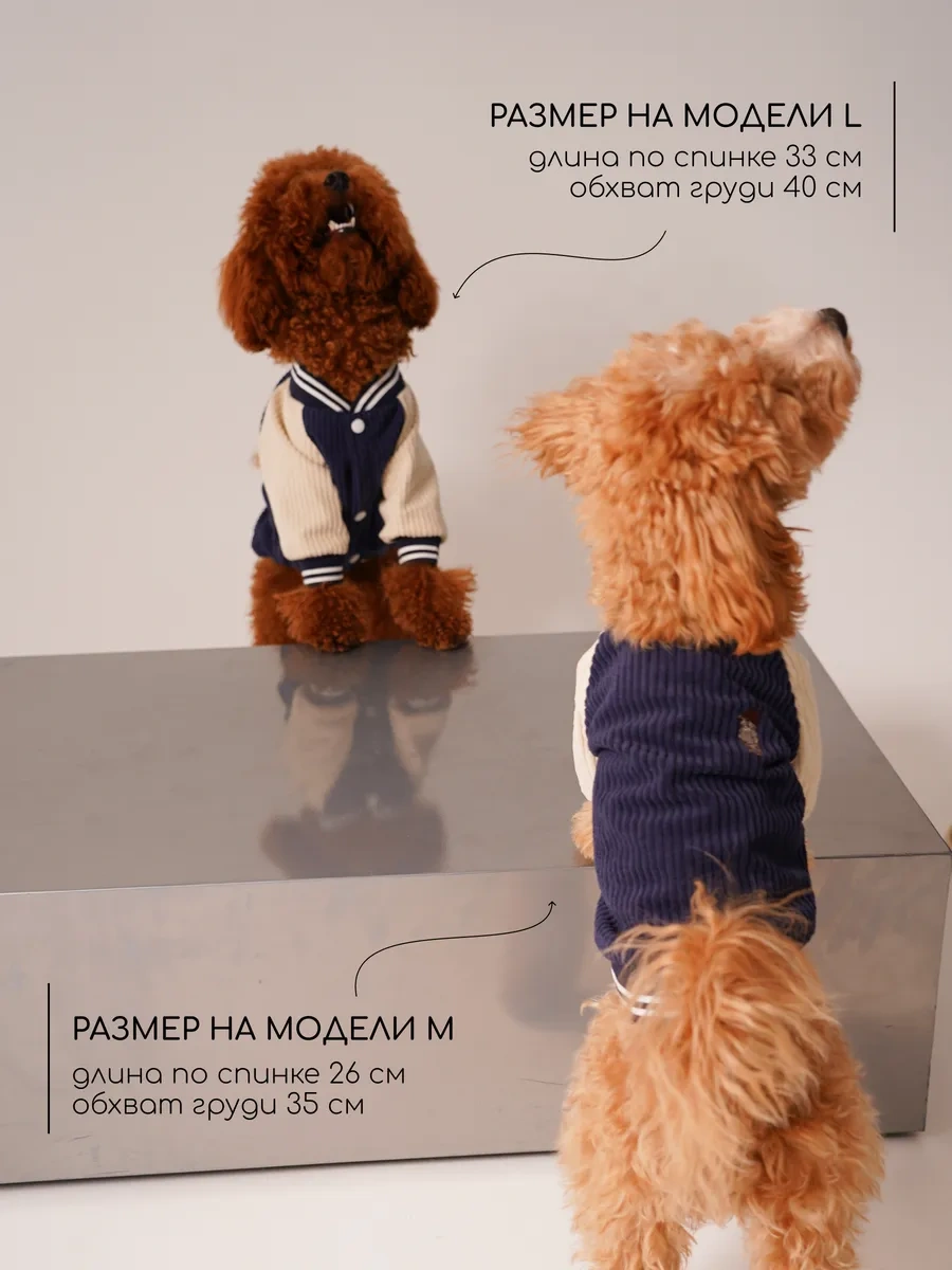 Petite Pets Küçük Irklar İçin Köpek Bombardıresi 338568297