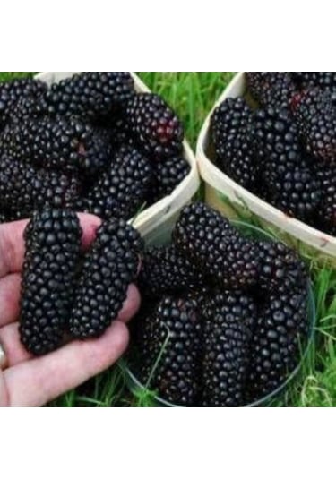 Tüplü Yediveren Siyah Avustralya Dut  Fidanı