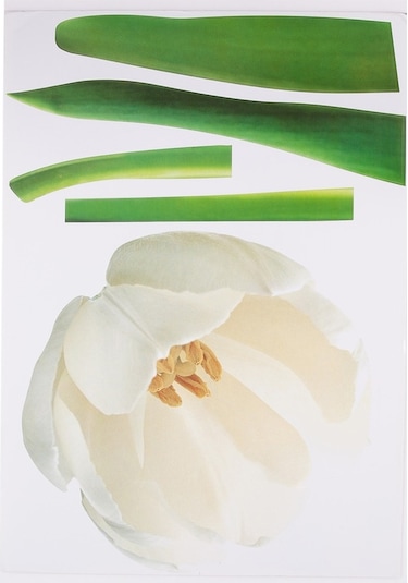 Sıa Duvar Süsü (Sticker) Çiçekli Şeffaf Filmli Pvc