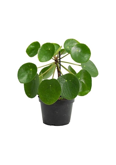 Thebestonline Şans Çiçeği Pilea Peperomioides - Çin Para Ağacı