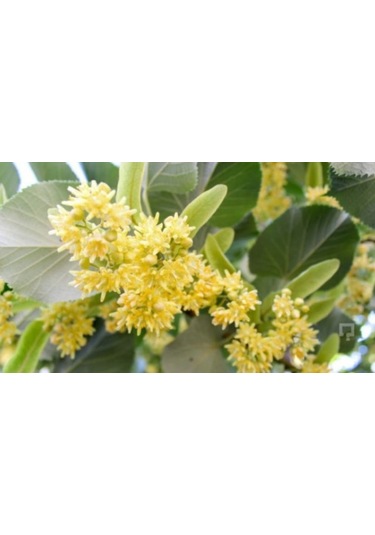 Fidan Ihlamur Fidanı 60 - 80 Cm Boy 1adet