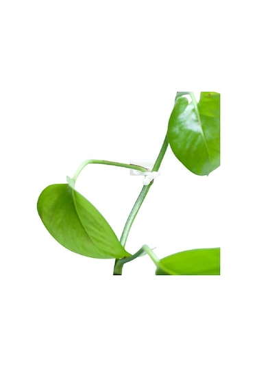 Sones 10 Adet Lulu Tırmanma Duvarı Sabitleyici Asma Tırmanma Duvarı Yapıştırma Kancası, Boyut: Küçük Beyaz