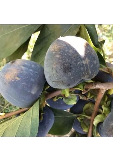 Özel Tür Tüplü Ve Aşılı Black Siyah Trabzon Hurma Fidanı