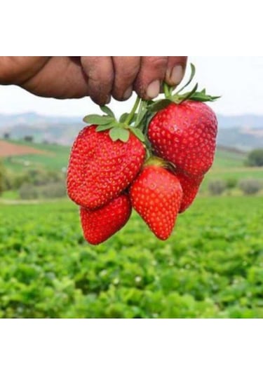 Çilek Tohumu Tadı Lezzetli Doğal 100 Adet Tohum Ev Bahçe Ve Saksı Ekimleri Için Çilek Tohumu