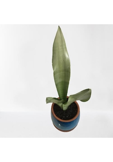 Dekoratif Toprak Saksıda Sansevieria Moonlight Sanseverya