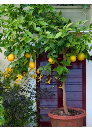 Bodur Bonsai Limon Ağacı Tohumu 5 Tohum +Saksı+Toprak+ Tohu