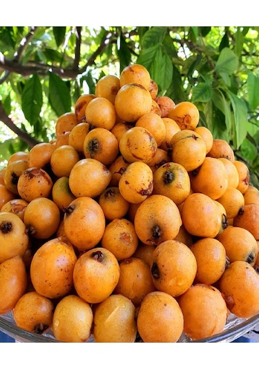 Tüplü Yenidünya  Malta Eriği Fidanı 3 Yaş