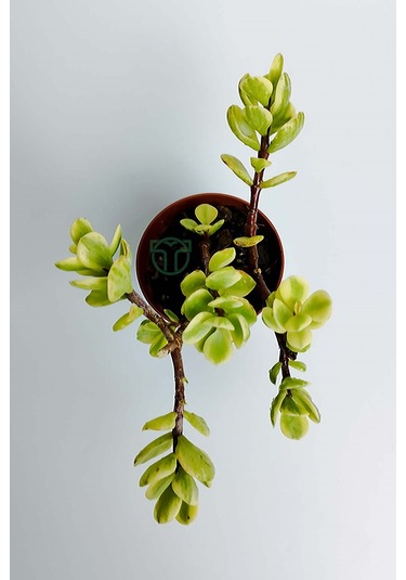 Para Ağacı Bereket Çiçeği Afra Variegata Özel Tür Sukulent