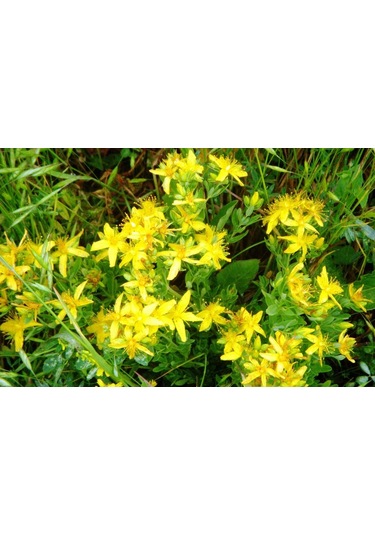 Mengü Şifa Doğal Aloe Vera + Kantaron Kremi 50 ML