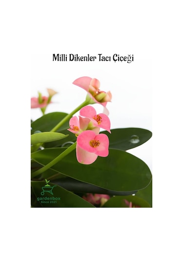 Pink Euphorbia Milii Dikenler Tacı Çiçeği Pembe Renk 15-25cm