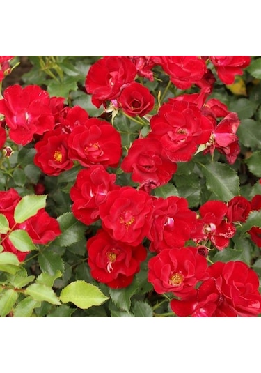 Menekşe Tipli Tüplü Yediveren Soğuklara Dayanıklı Marondo Gül Fidanı Yer Örtücü