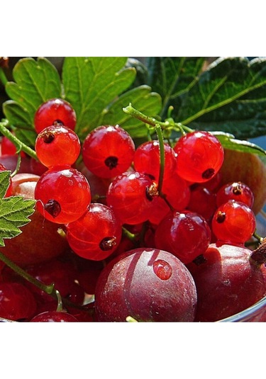 Kırmızı Bektaşi Üzümü & American Red Goosberry Fruit Tohumu Tropikal Meyve Tohumları 5 Adet Tohum