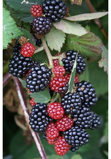 Bahçevilya 2 Yaşında Tüplü Jumbo Böğürtlen Fidanı