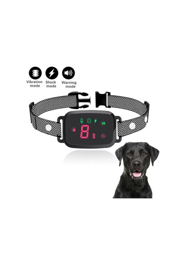 Suntek İç Mekan Oturma Odasında Çalıştırmak Için Köpek