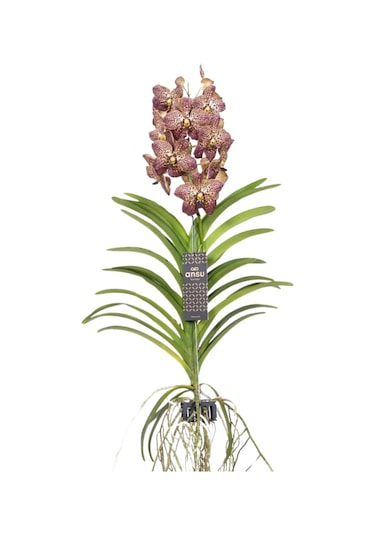 Vanda Sunanda 'ocelot Sangria' Vanda Orkide