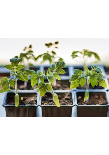 THERMOFORM KARE VAKUM SAKSI 100 ADET - ÜRETİM SAKSISI 9 CM