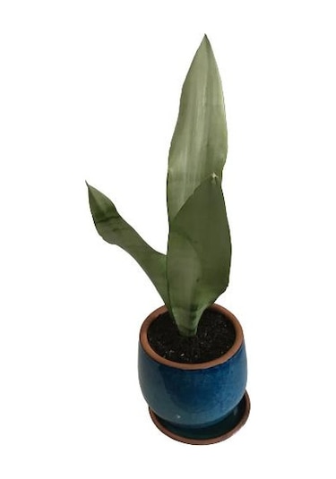 Dekoratif Toprak Saksıda Sansevieria Moonlight Sanseverya