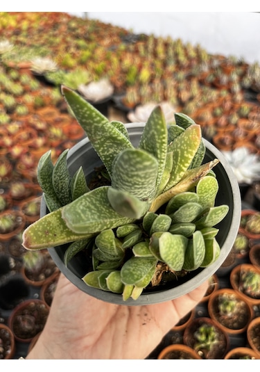 Gasteria 12cmlik Saksıda 1 Adet